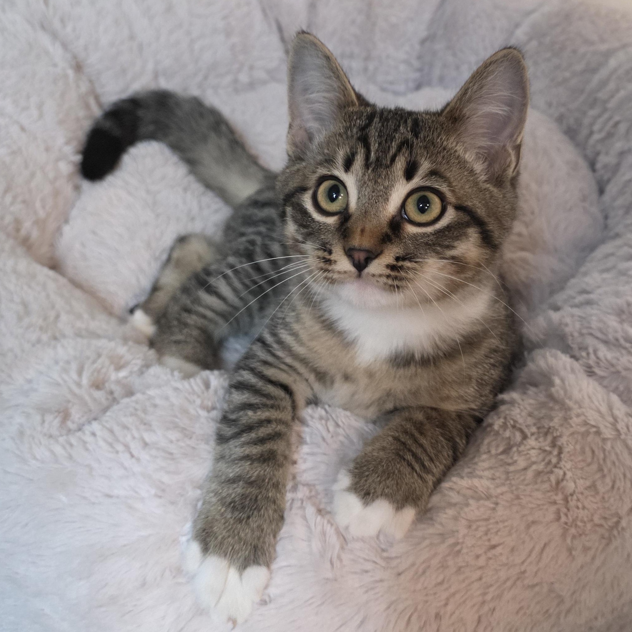 Enlarge Robert, a Adoptable mixed breed in Greensboro, NC image 6/6