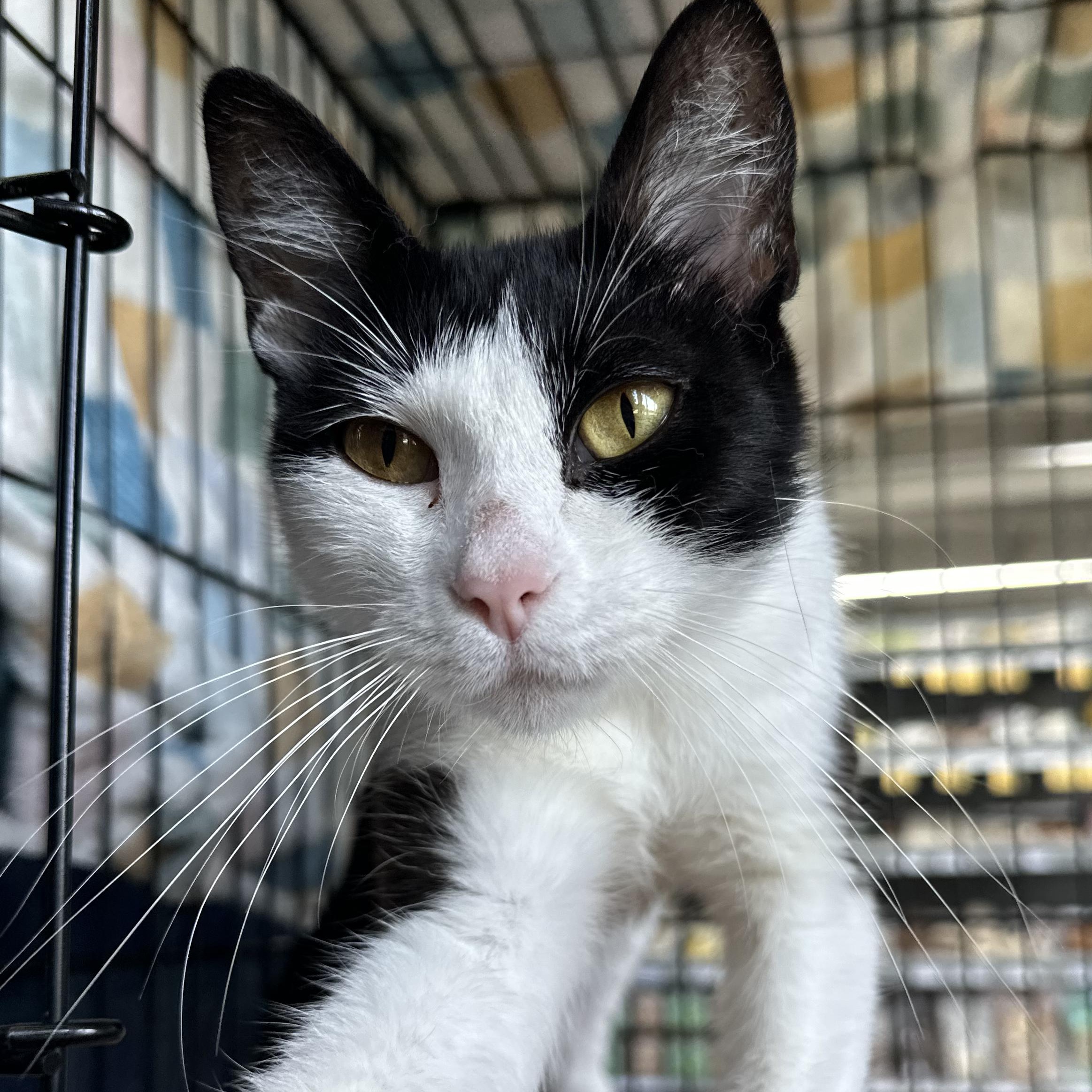 Disabled Cats for Adoption: Heartwarming Stories & How to Help