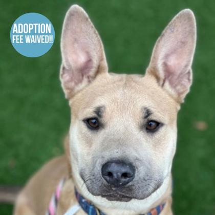 Gus Gus, an adoptable mixed breed in Sacramento, CA image 1/4