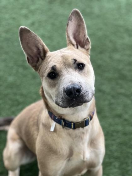 Gus Gus, an adoptable mixed breed in Sacramento, CA image 3/4