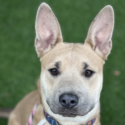 Gus Gus, an adoptable mixed breed in Sacramento, CA image 2/4