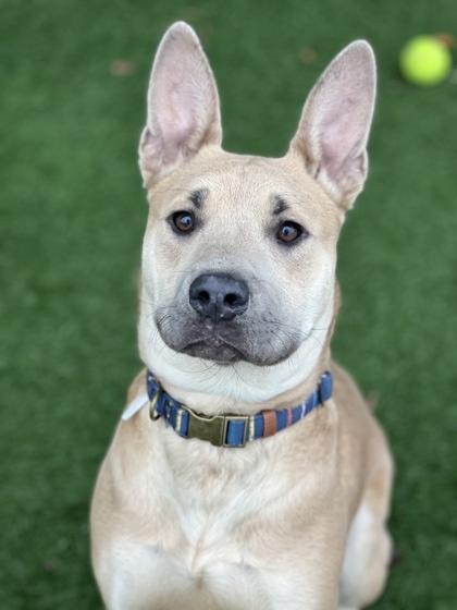 Gus Gus, an adoptable mixed breed in Sacramento, CA image 4/4