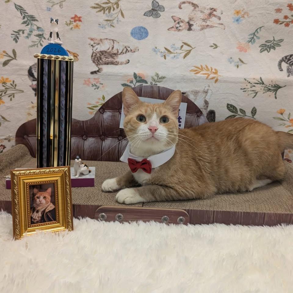 Chance (FIV+), Adoptable, Young Male Domestic Short Hair.