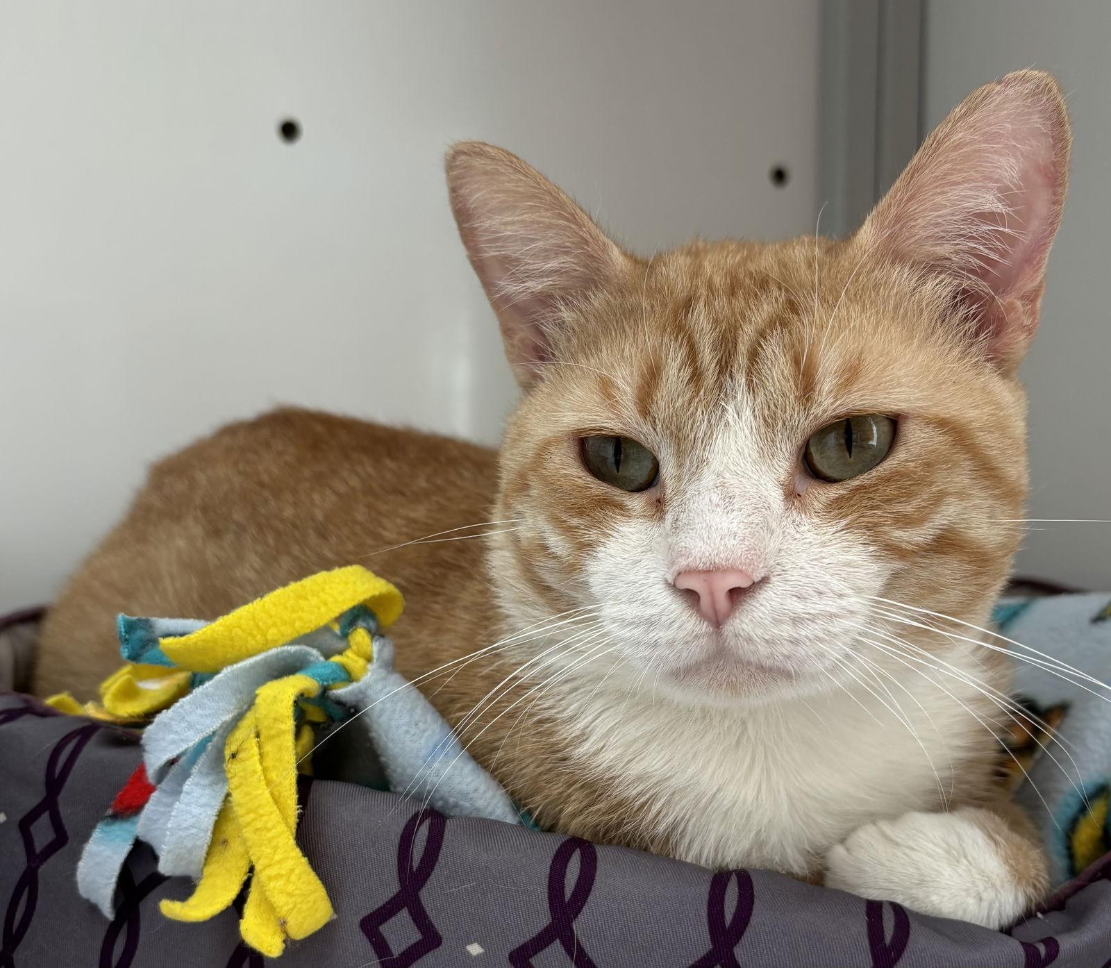 Enlarge Chance (FIV+), a Adoptable Domestic Short Hair in Alexandria, VA image 1/3