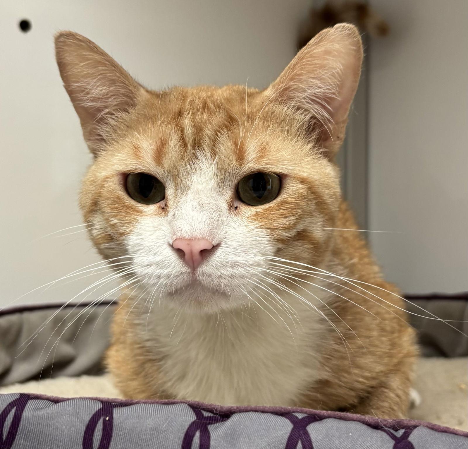 Enlarge Chance (FIV+), a Adoptable Domestic Short Hair in Alexandria, VA image 2/3