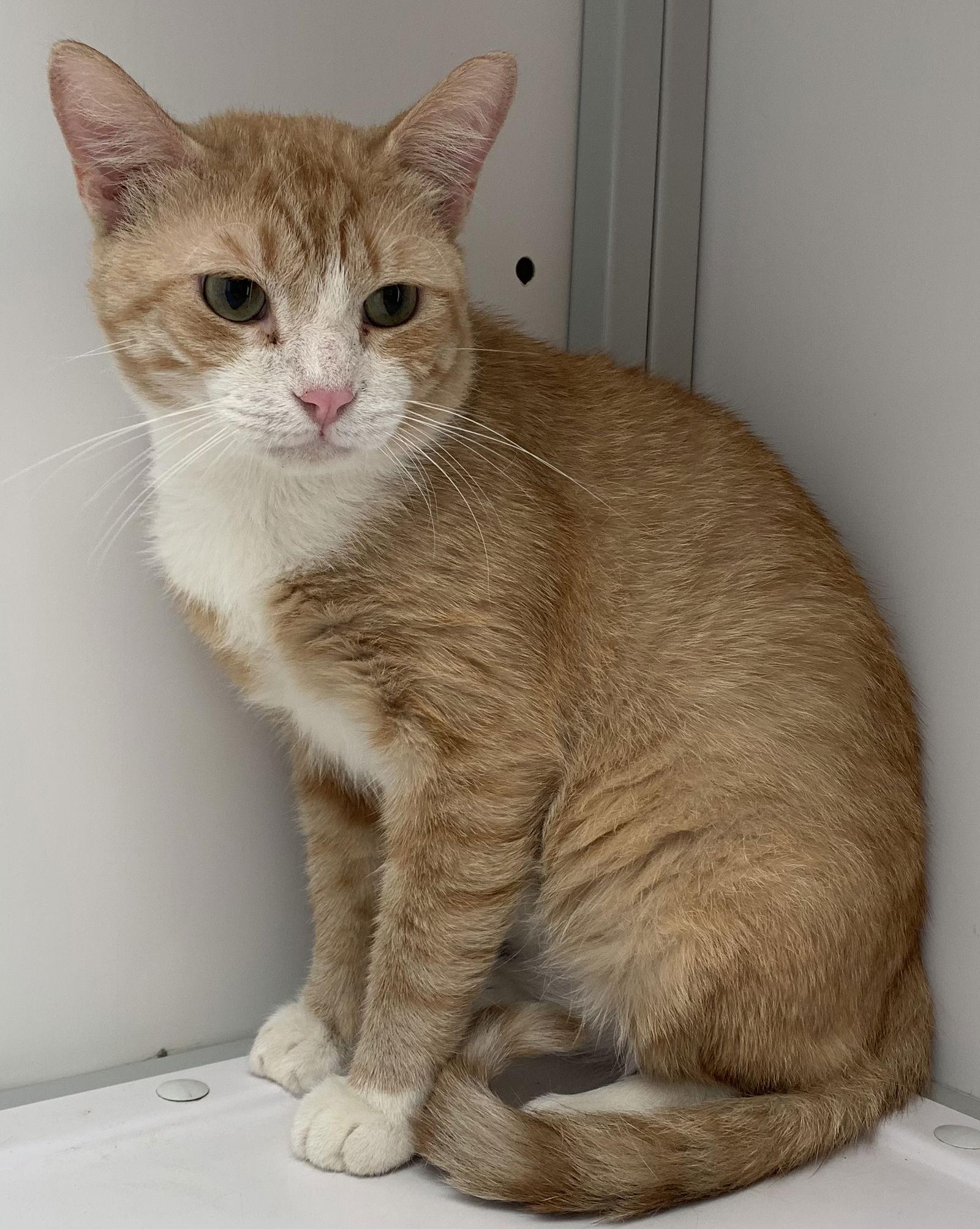 Enlarge Chance (FIV+), a Adoptable Domestic Short Hair in Alexandria, VA image 3/3