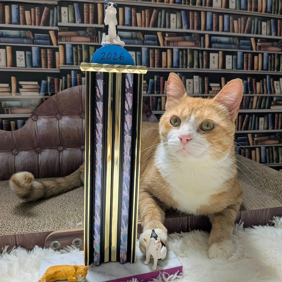 Enlarge Chance (FIV+), a Adoptable Domestic Short Hair in Alexandria, VA image 3/3