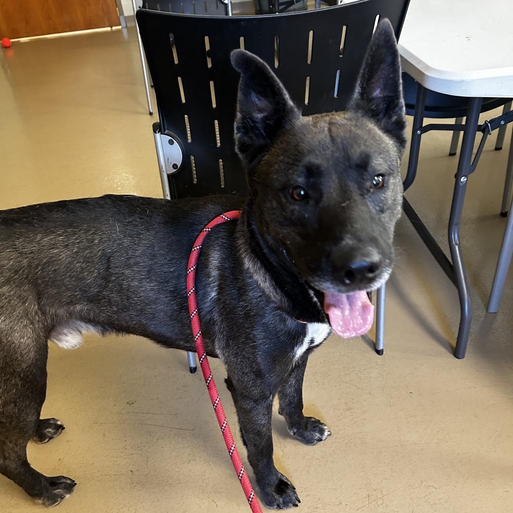 Key, Adoptable, Adult Male Mixed Breed.