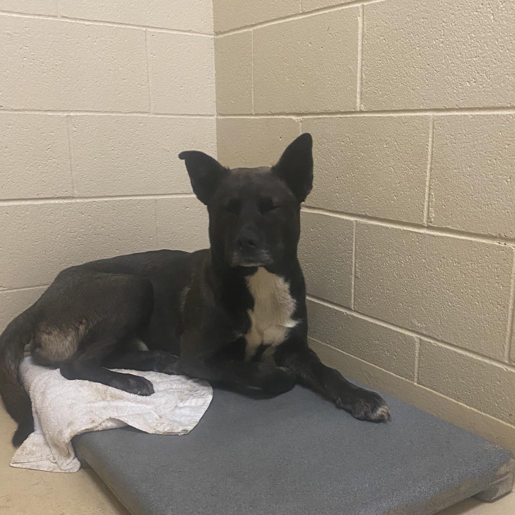 Enlarge Key, a Adoptable Mixed Breed in Winston Salem, NC image 2/6