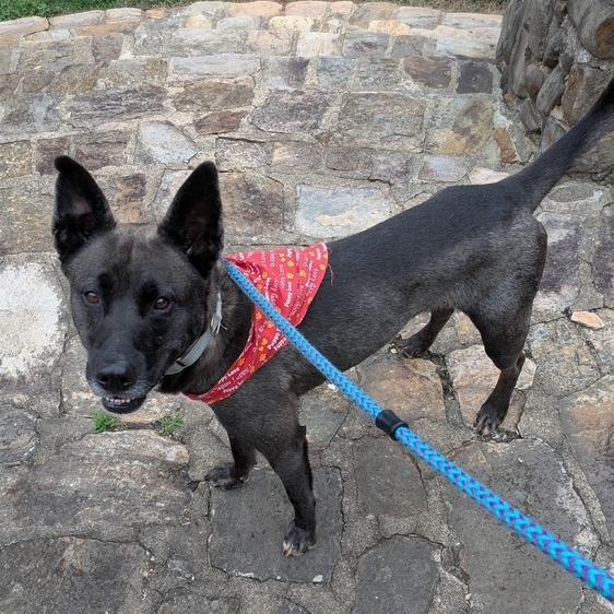 Enlarge Key, a Adoptable Mixed Breed in Winston Salem, NC image 3/6