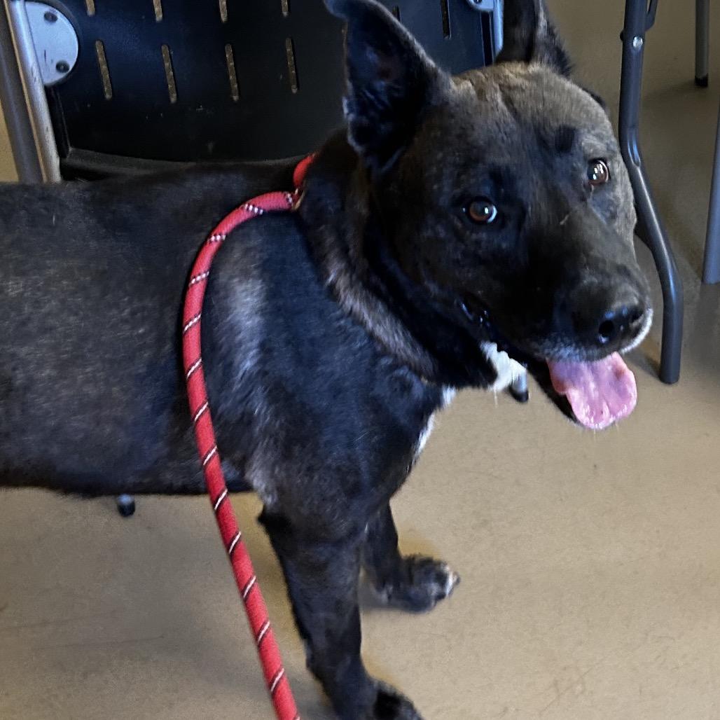 Enlarge Key, a Adoptable Mixed Breed in Winston Salem, NC image 4/6