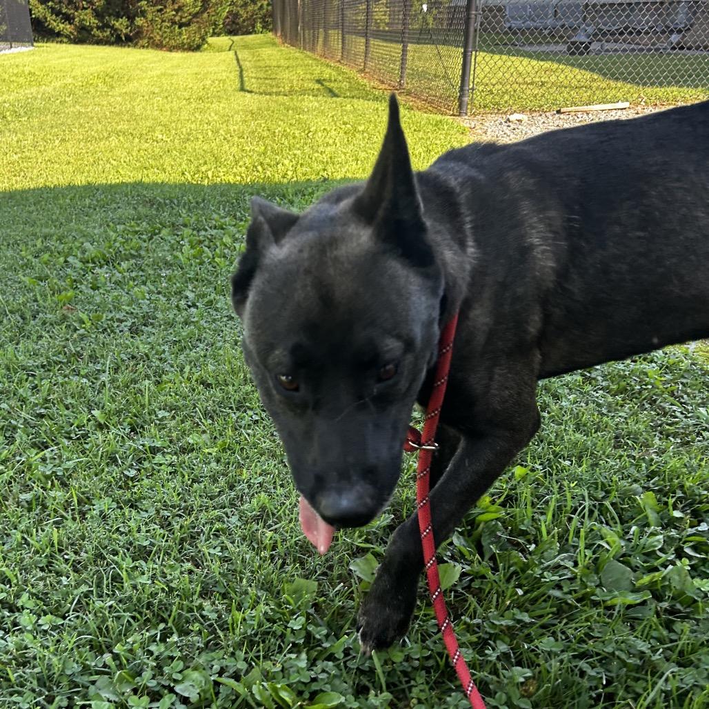 Enlarge Key, a Adoptable Mixed Breed in Winston Salem, NC image 5/6