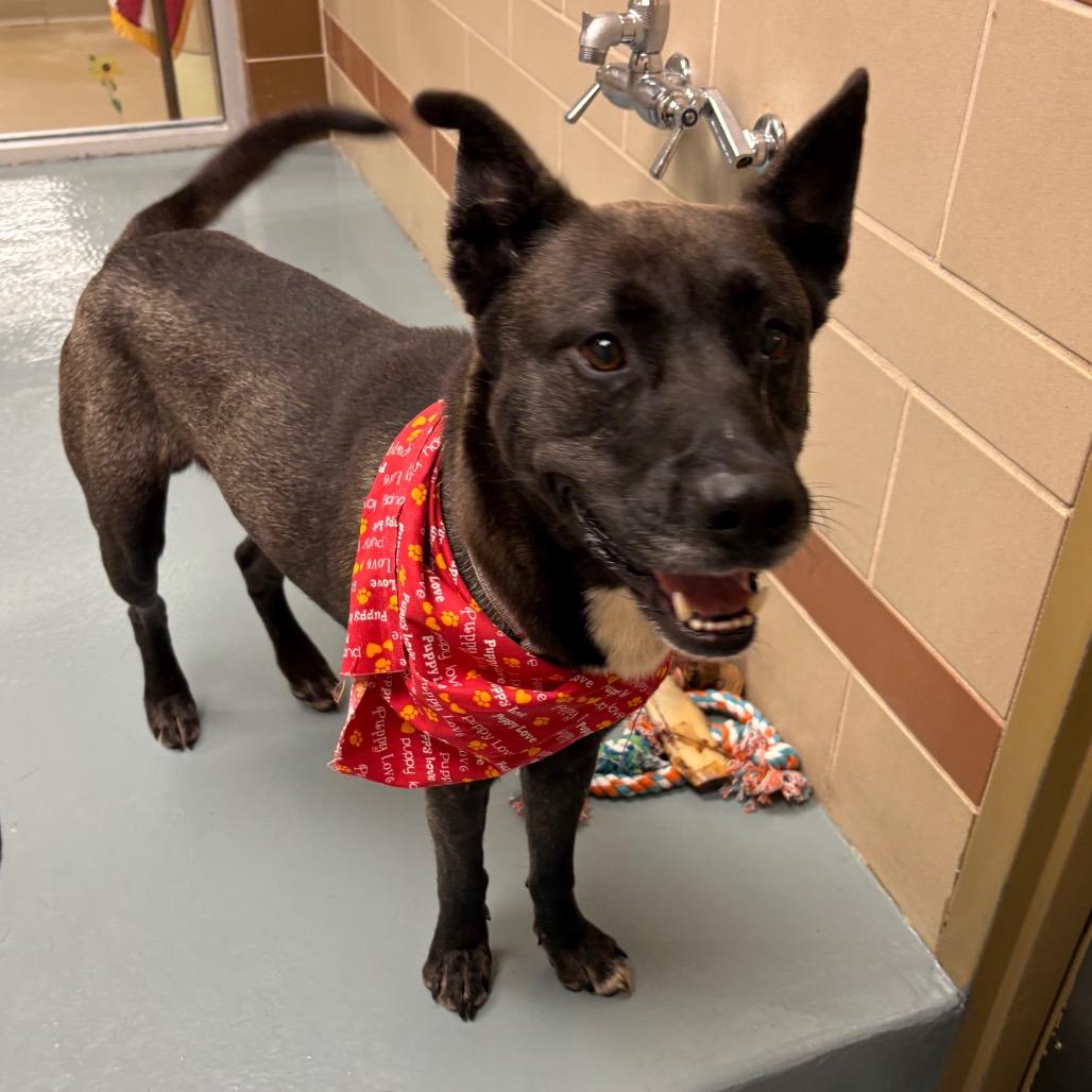 Enlarge Key, a Adoptable Mixed Breed in Winston Salem, NC image 6/6