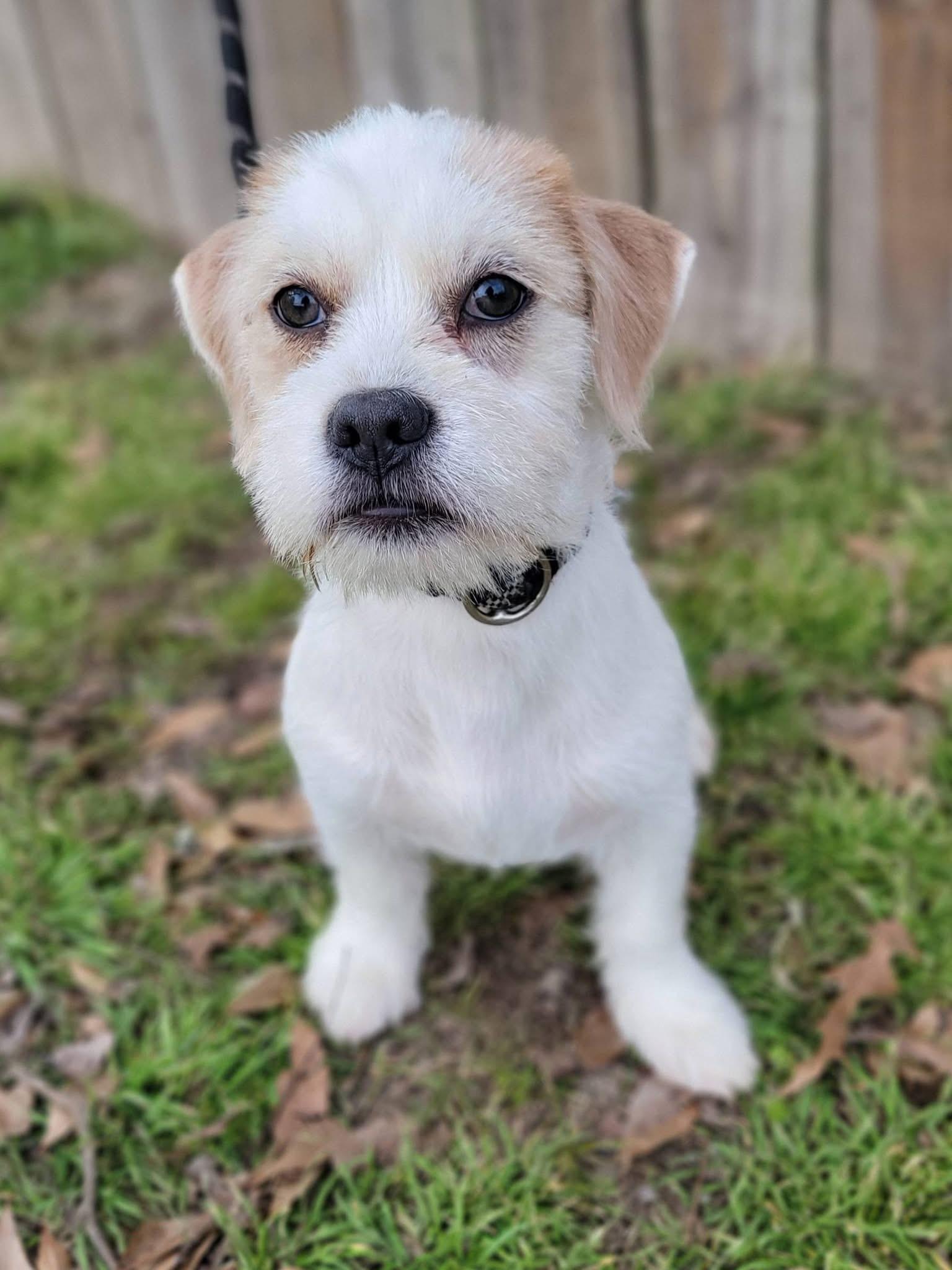 Enlarge Tulip , a ADOPTABLE mixed breed in Mendham, NJ image 4/5
