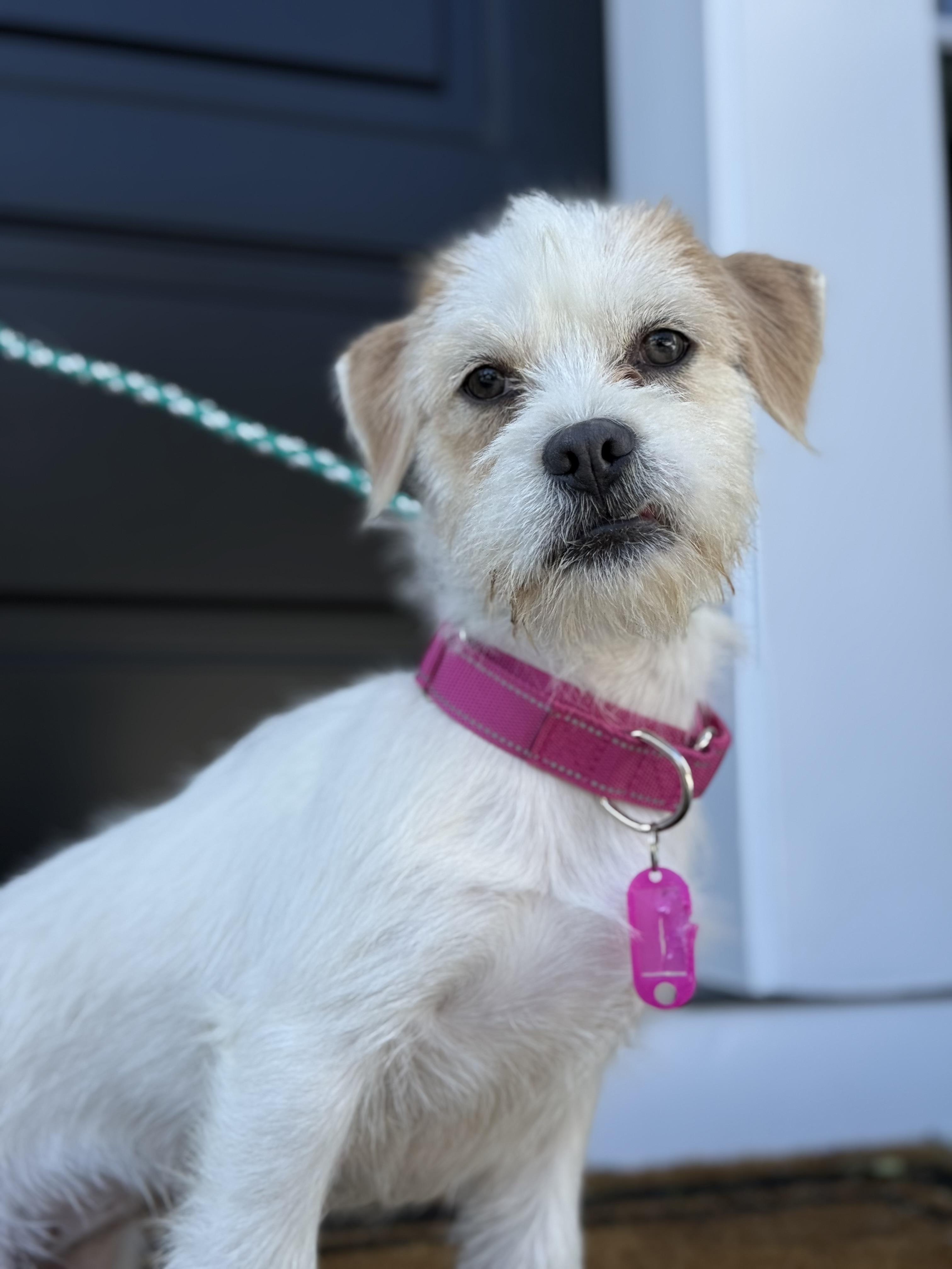 Enlarge Tulip , a ADOPTABLE mixed breed in Mendham, NJ image 1/5