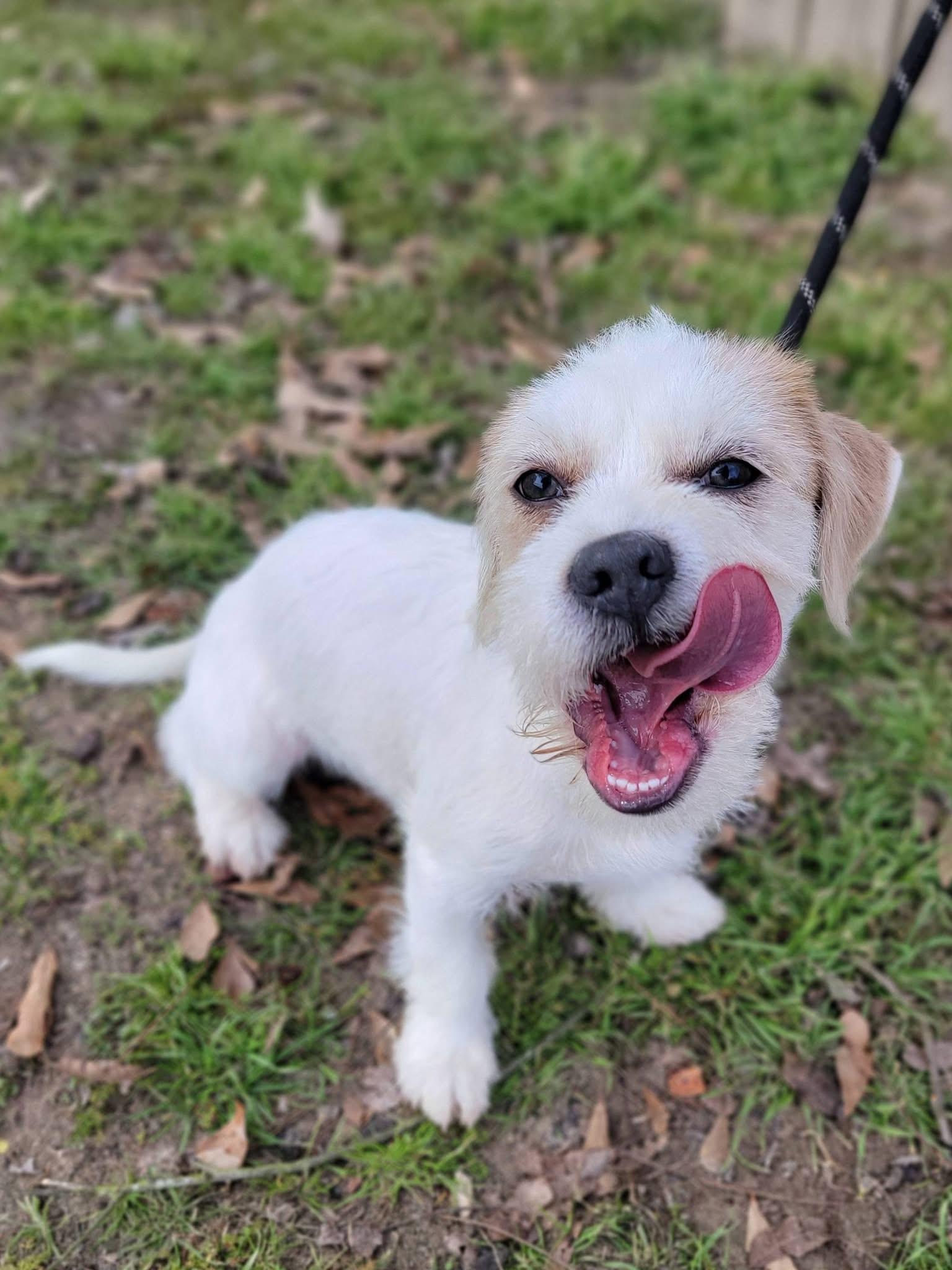 Enlarge Tulip , a ADOPTABLE mixed breed in Mendham, NJ image 2/5