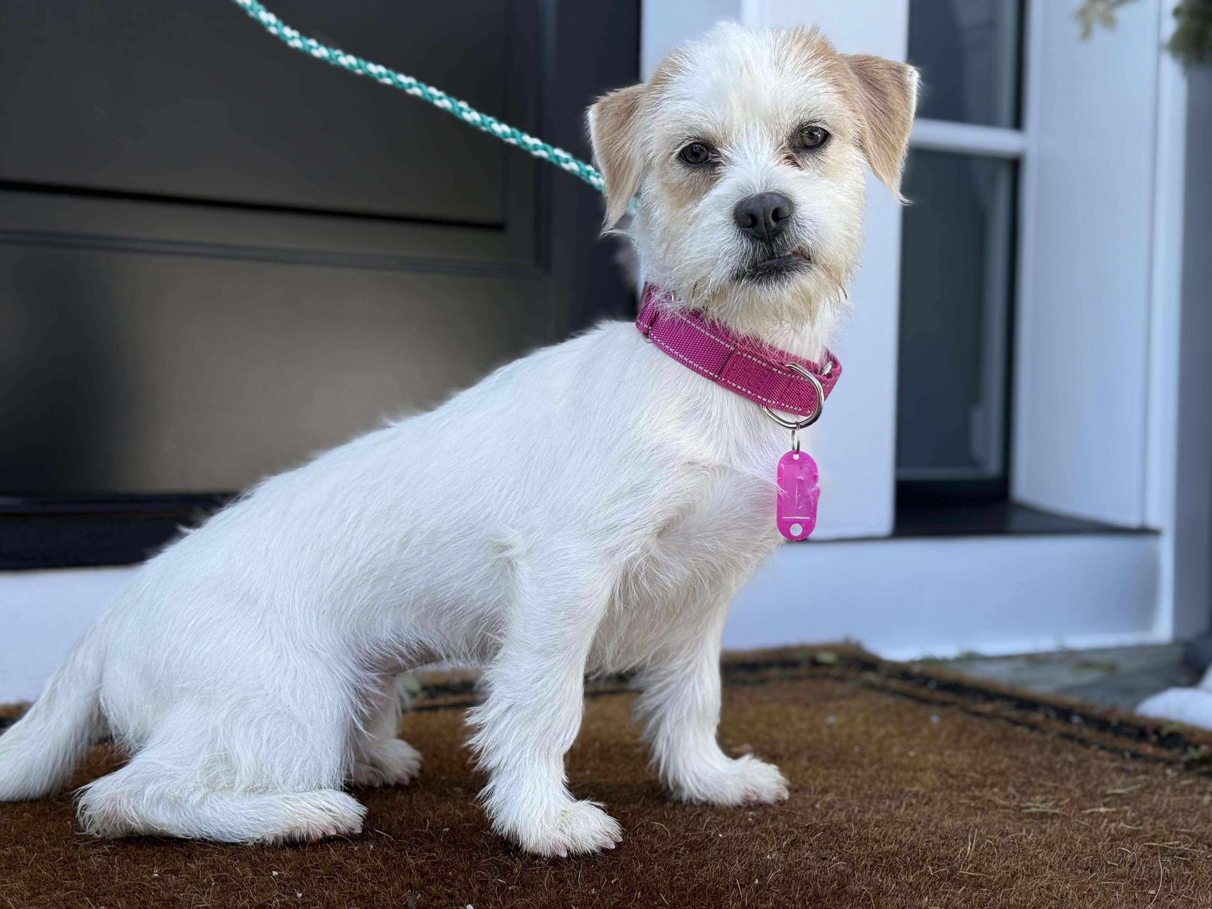 Enlarge Tulip , a ADOPTABLE mixed breed in Mendham, NJ image 3/5