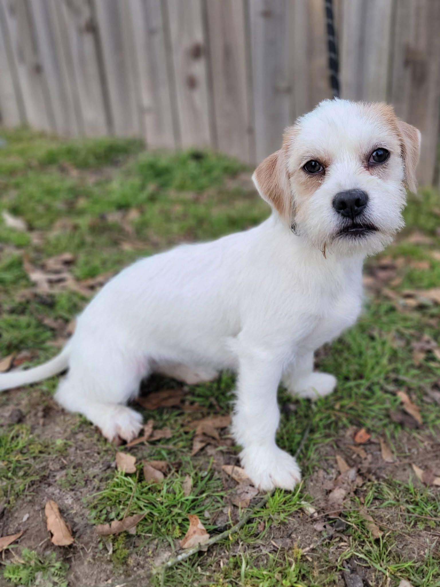 Enlarge Tulip , a ADOPTABLE mixed breed in Mendham, NJ image 5/5