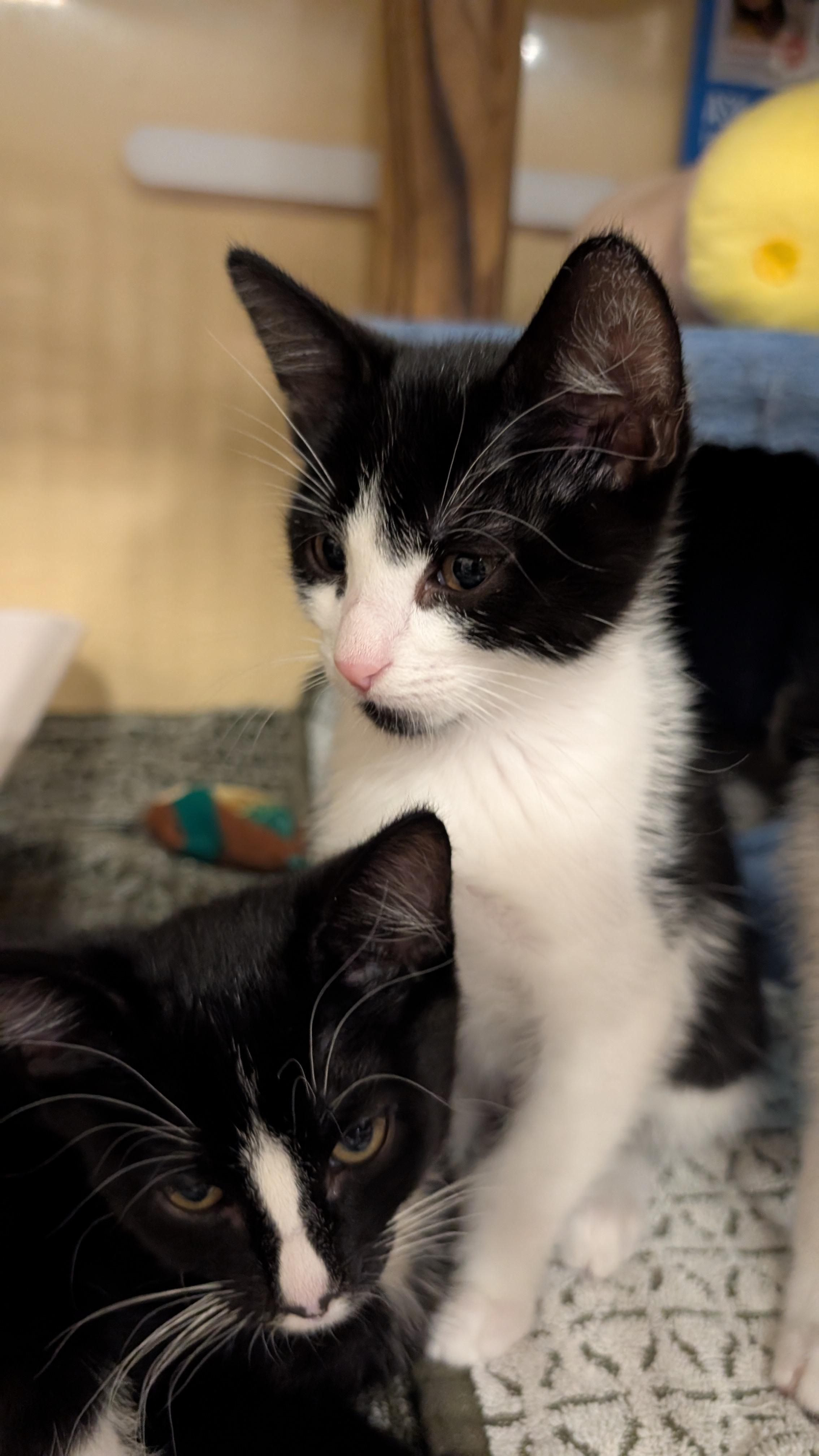Molly, Adoptable, Kitten Female Tuxedo.