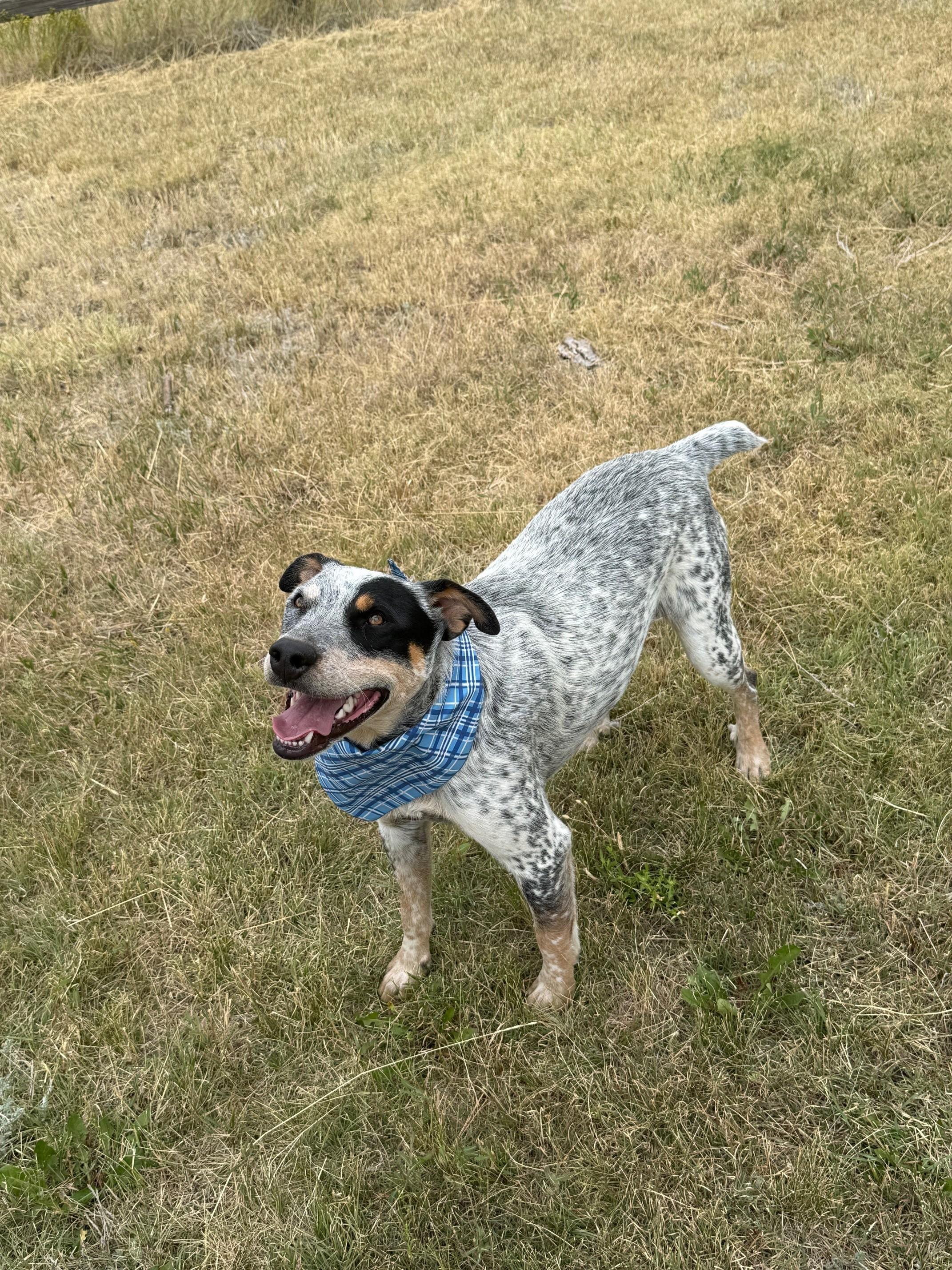 Paul, a Adoptable mixed breed in Kiowa, CO image 1/6