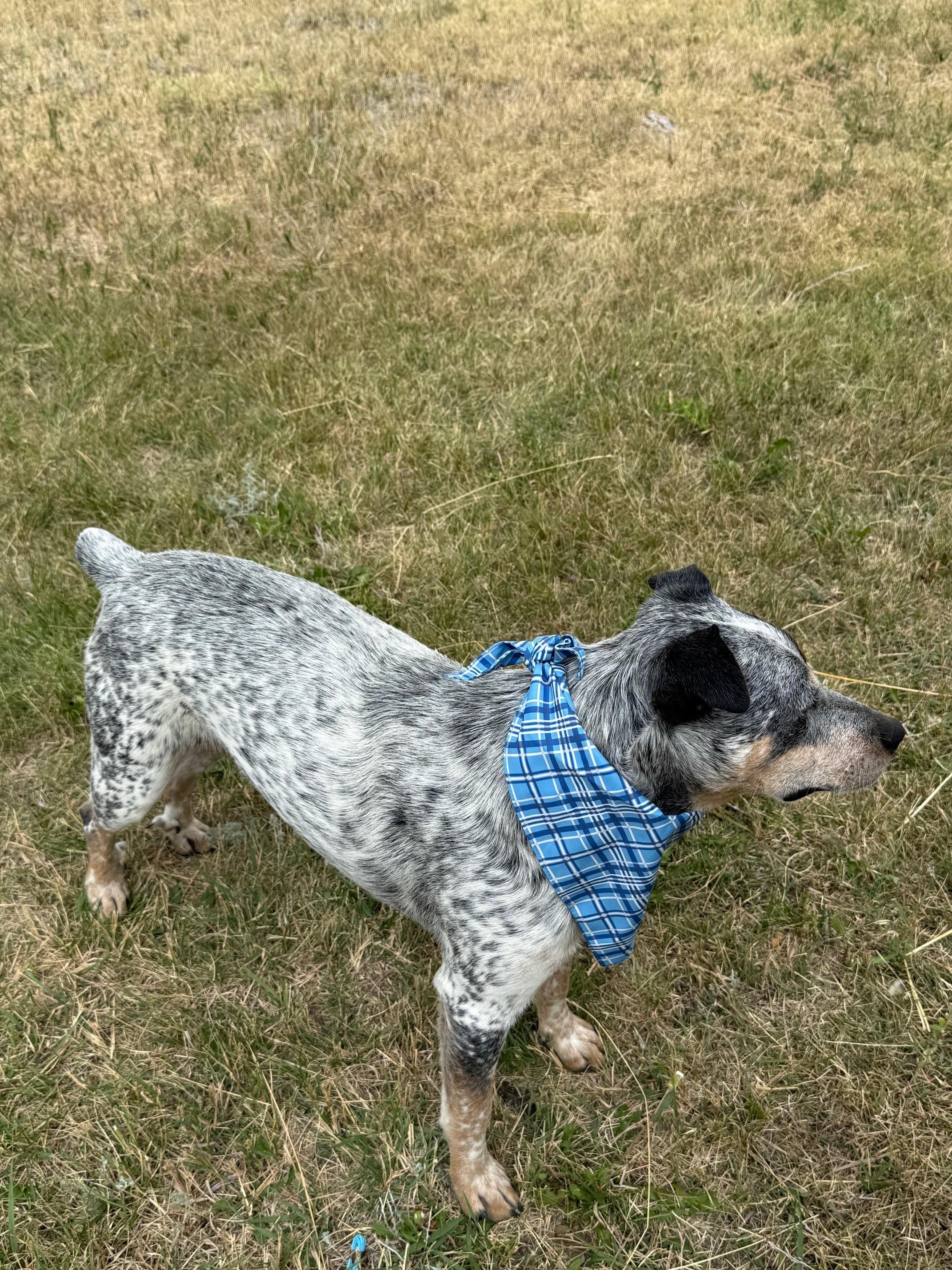 Paul, a Adoptable mixed breed in Kiowa, CO image 2/6