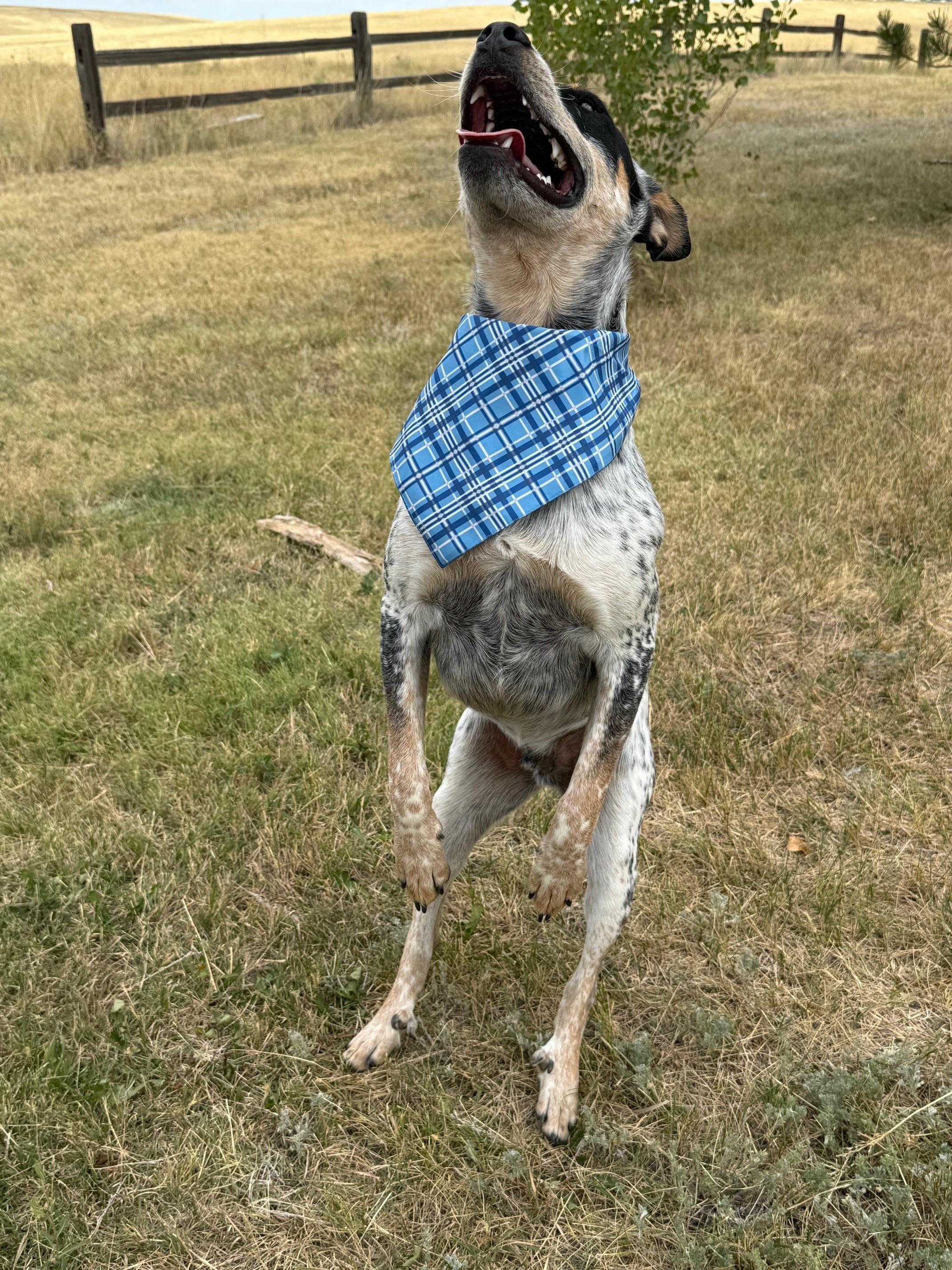 Paul, a Adoptable mixed breed in Kiowa, CO image 3/6