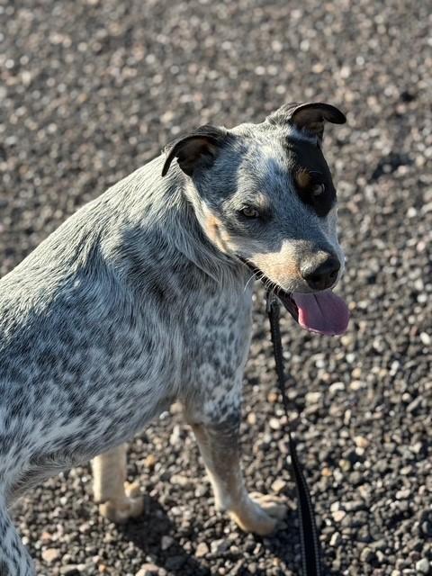 Paul, a Adoptable mixed breed in Kiowa, CO image 4/6