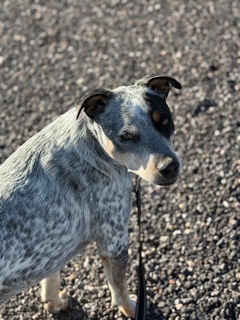Paul, a Adoptable mixed breed in Kiowa, CO image 5/6