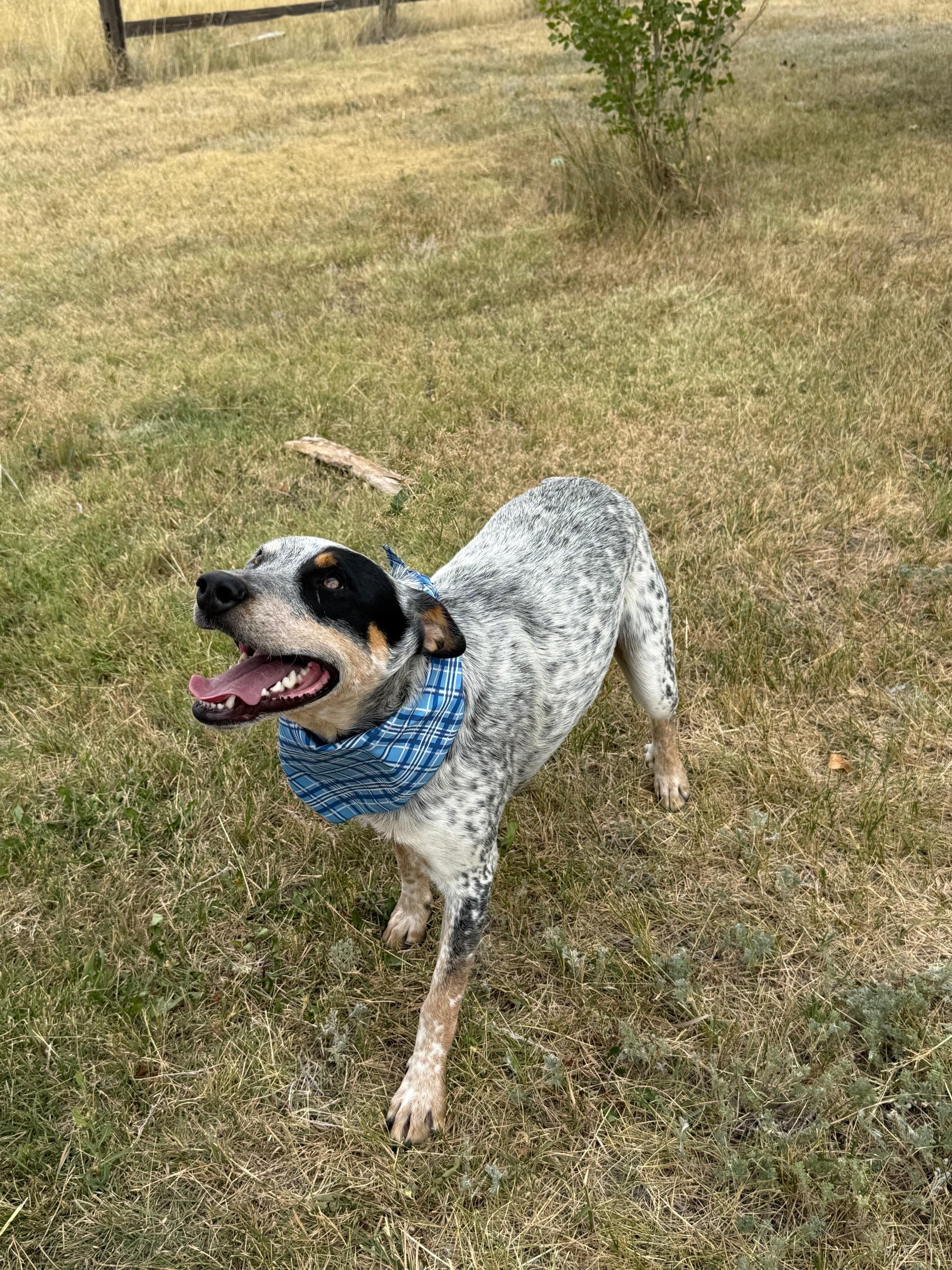 Paul, a Adoptable mixed breed in Kiowa, CO image 6/6