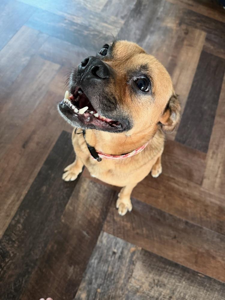 Hansel, Adoptable, Adult Male Pug & Shepherd.