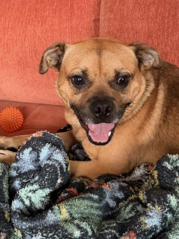 Enlarge Hansel, a Adoptable mixed breed in Bellingham, WA image 2/5