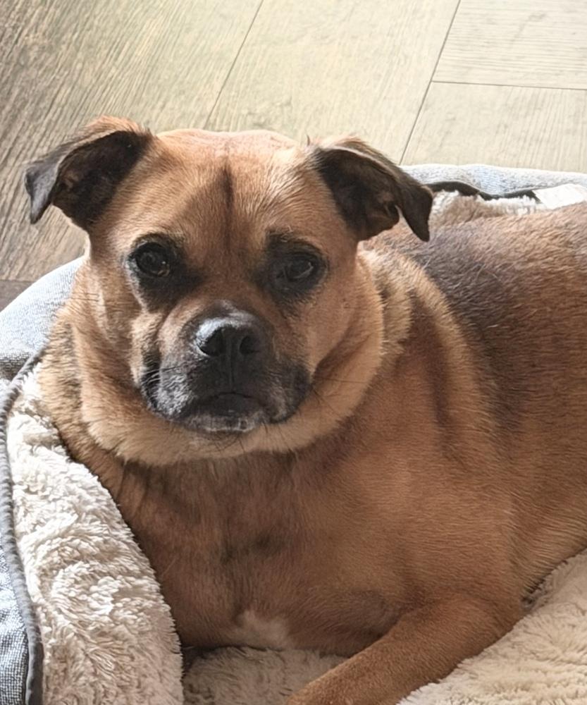 Enlarge Hansel, a Adoptable mixed breed in Bellingham, WA image 3/5