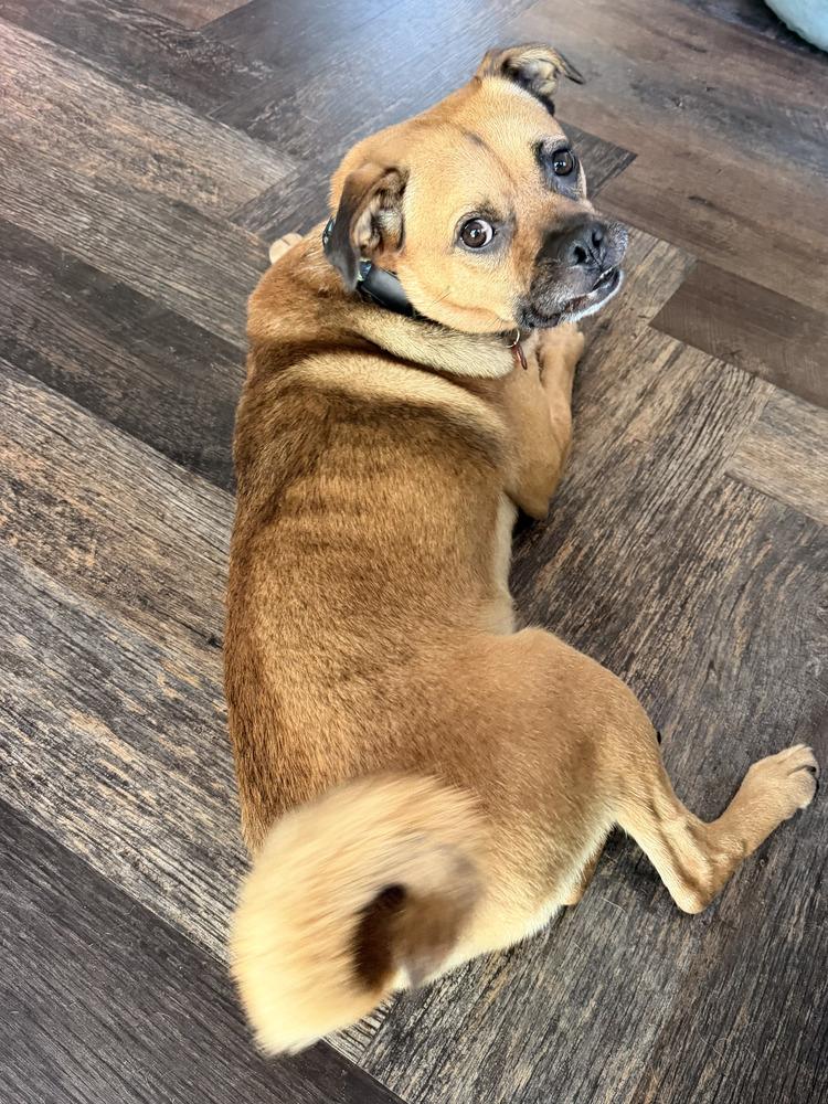 Enlarge Hansel, a Adoptable mixed breed in Bellingham, WA image 4/5