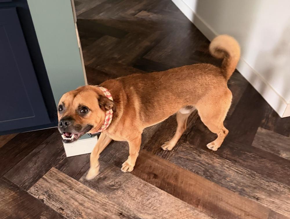 Enlarge Hansel, a Adoptable mixed breed in Bellingham, WA image 5/5