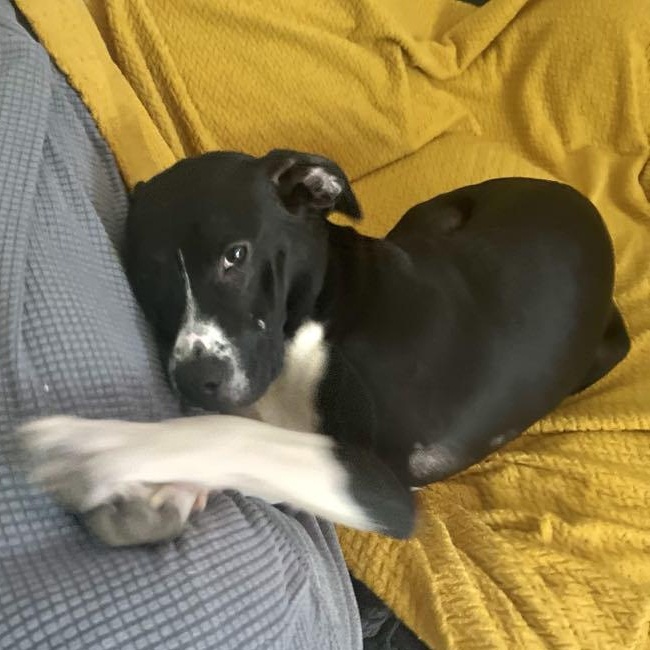 Gracie