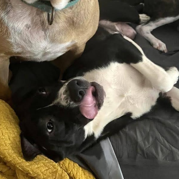Gracie