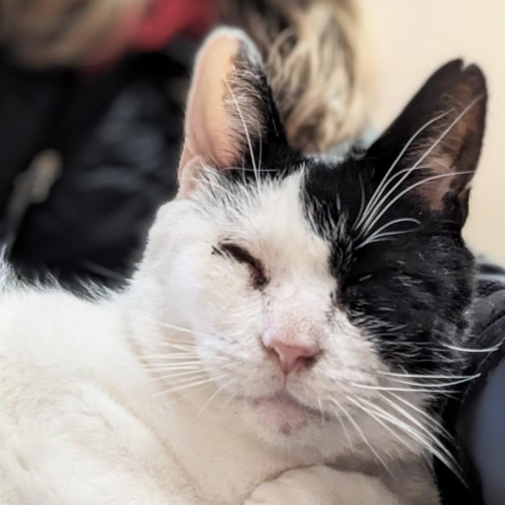 Sutton, Adult Male Domestic Short Hair