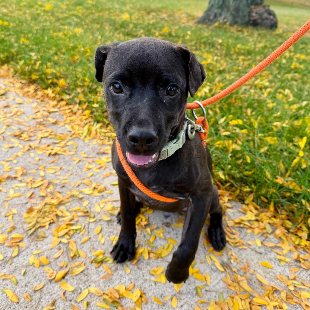 Enlarge Heinz, a Adoptable mixed breed in Grand Rapids, MI image 1/5