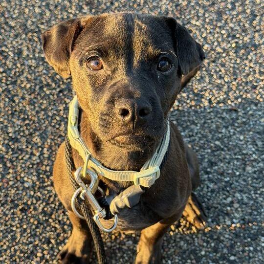 Enlarge Heinz, a Adoptable mixed breed in Grand Rapids, MI image 2/5