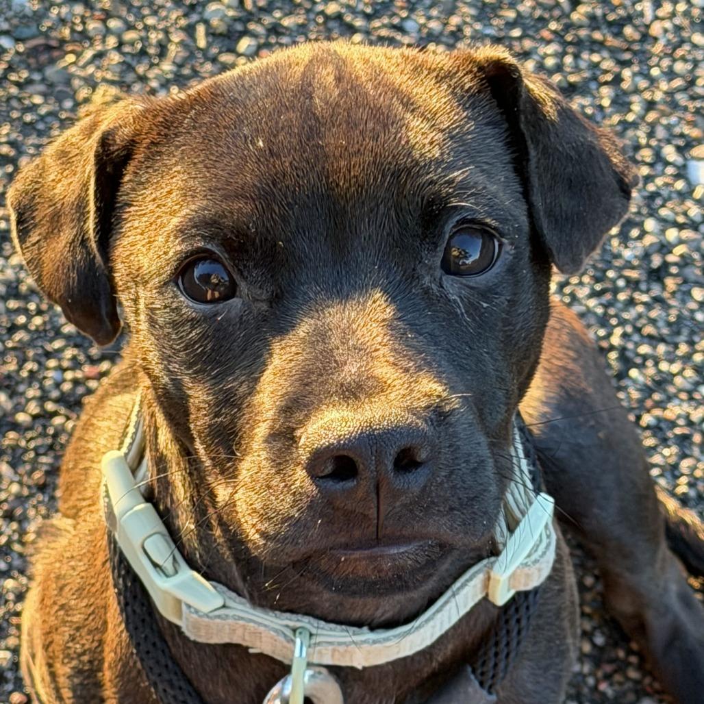Enlarge Heinz, a Adoptable mixed breed in Grand Rapids, MI image 3/5