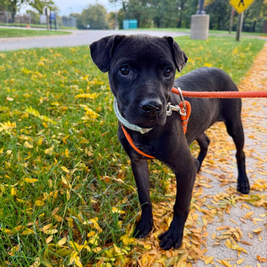 Enlarge Heinz, a Adoptable mixed breed in Grand Rapids, MI image 4/5