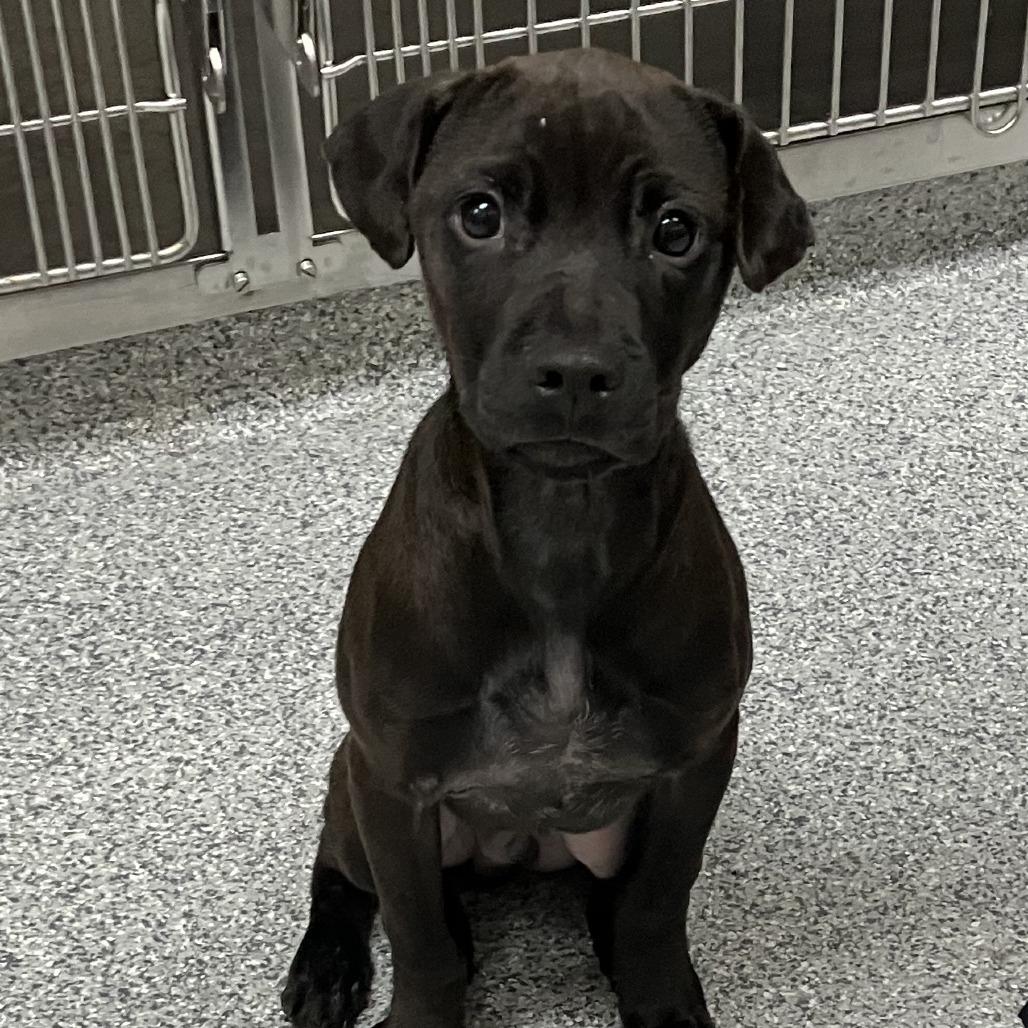Enlarge Heinz, a Adoptable mixed breed in Grand Rapids, MI image 5/5