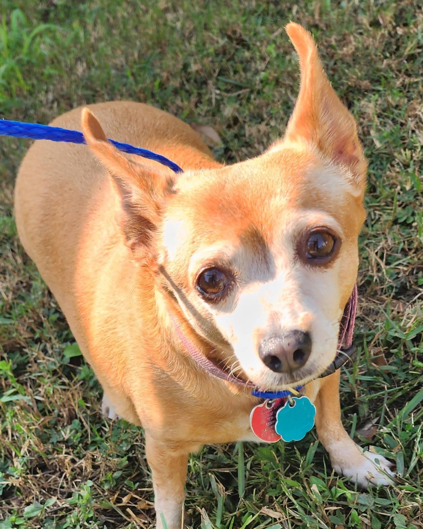 Butterscotch , ADOPTABLE, Senior Female Chihuahua.