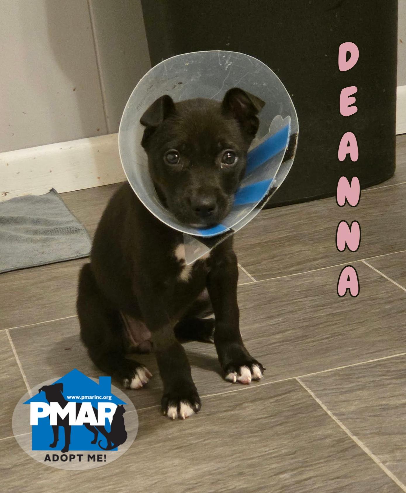 Deanna, Adoptable, Puppy Female Pit Bull Terrier & Labrador Retriever.