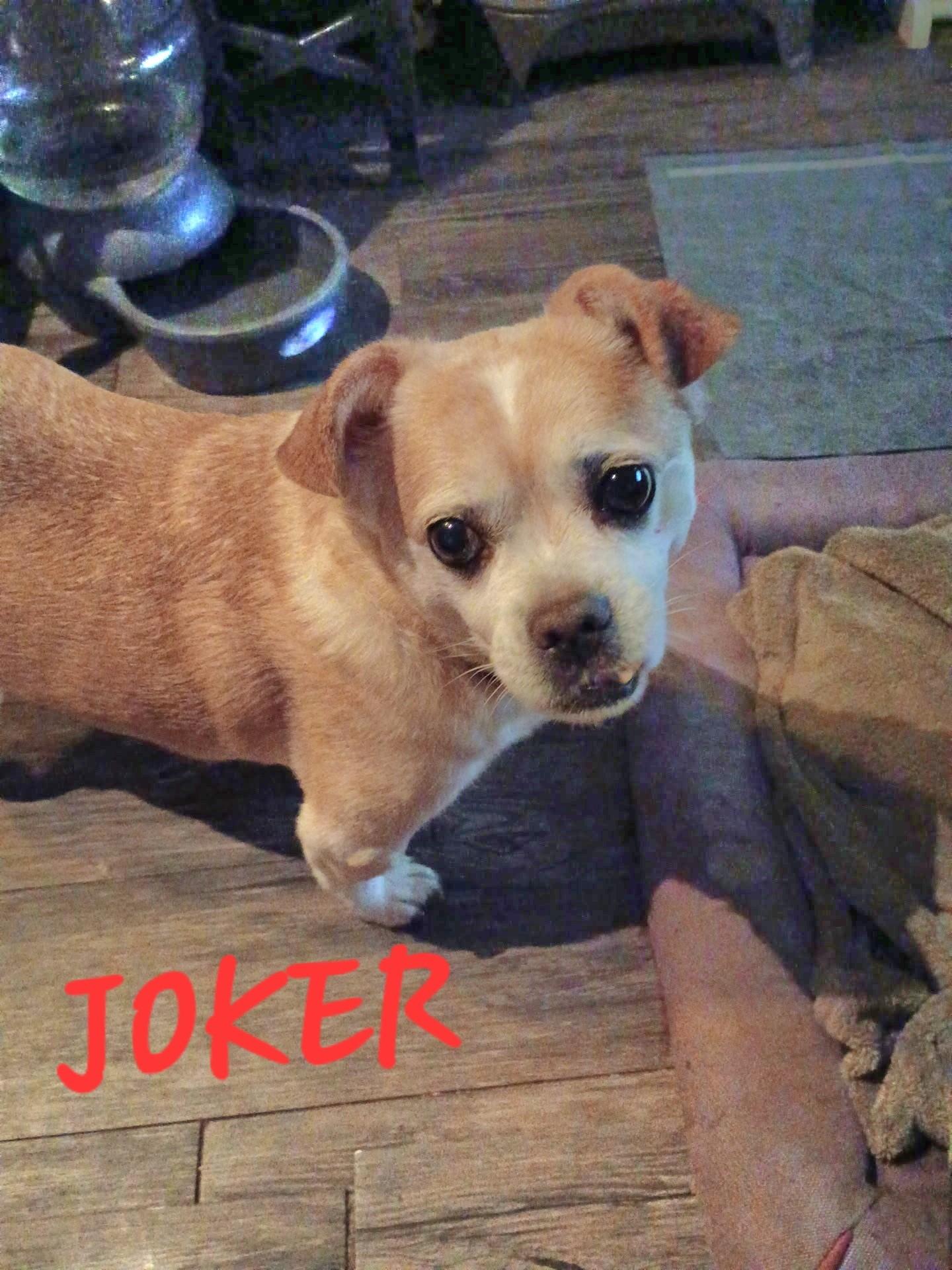 Joker