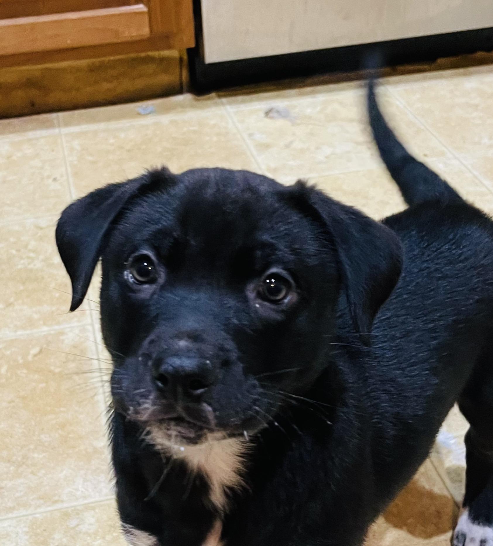 Wynona, ADOPTABLE, Puppy Female German Shepherd Dog & Border Collie.