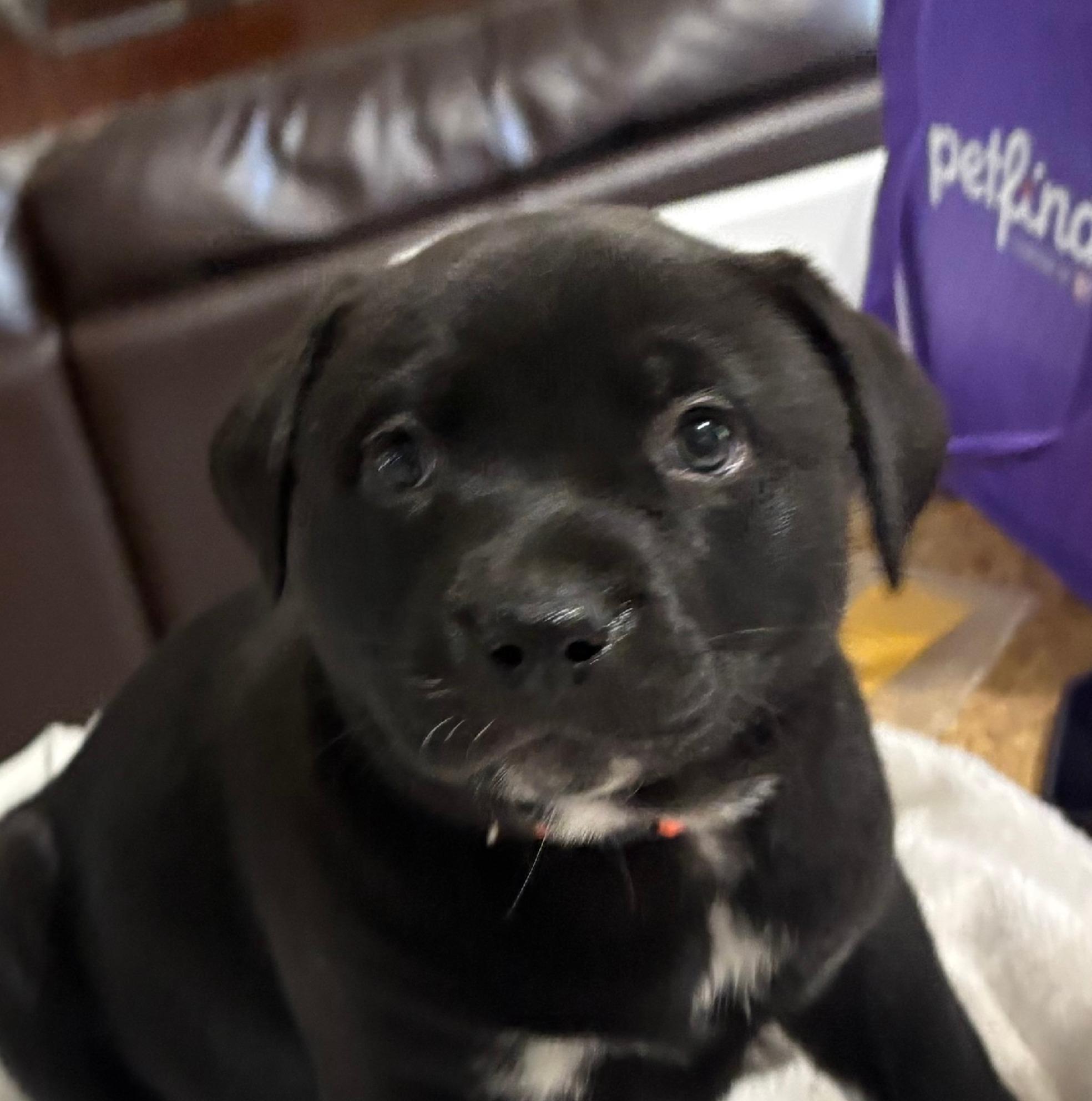 Enlarge Wynona, a ADOPTABLE mixed breed in Argyle, TX image 4/4