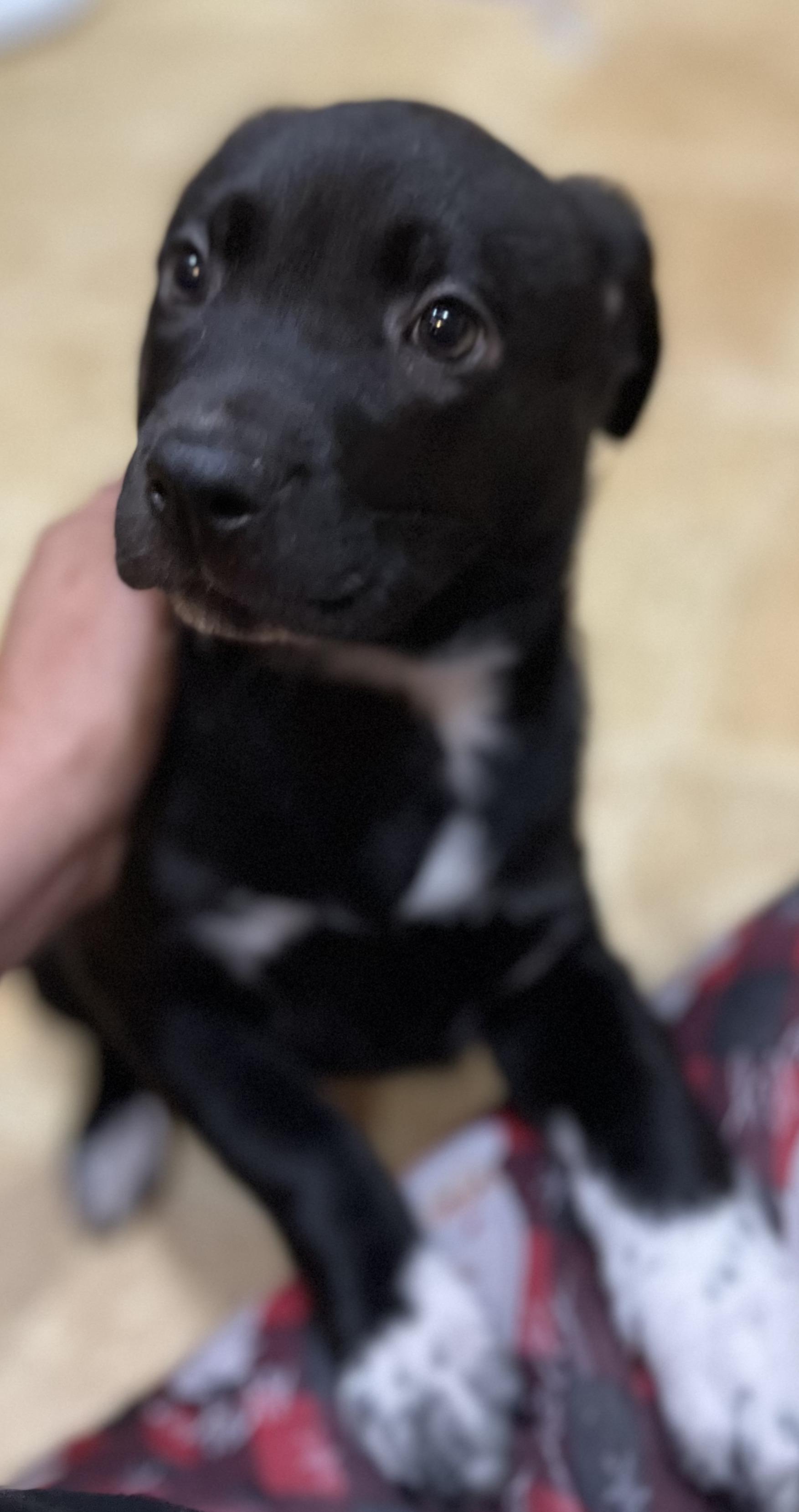Enlarge Wynona, a ADOPTABLE mixed breed in Argyle, TX image 2/4