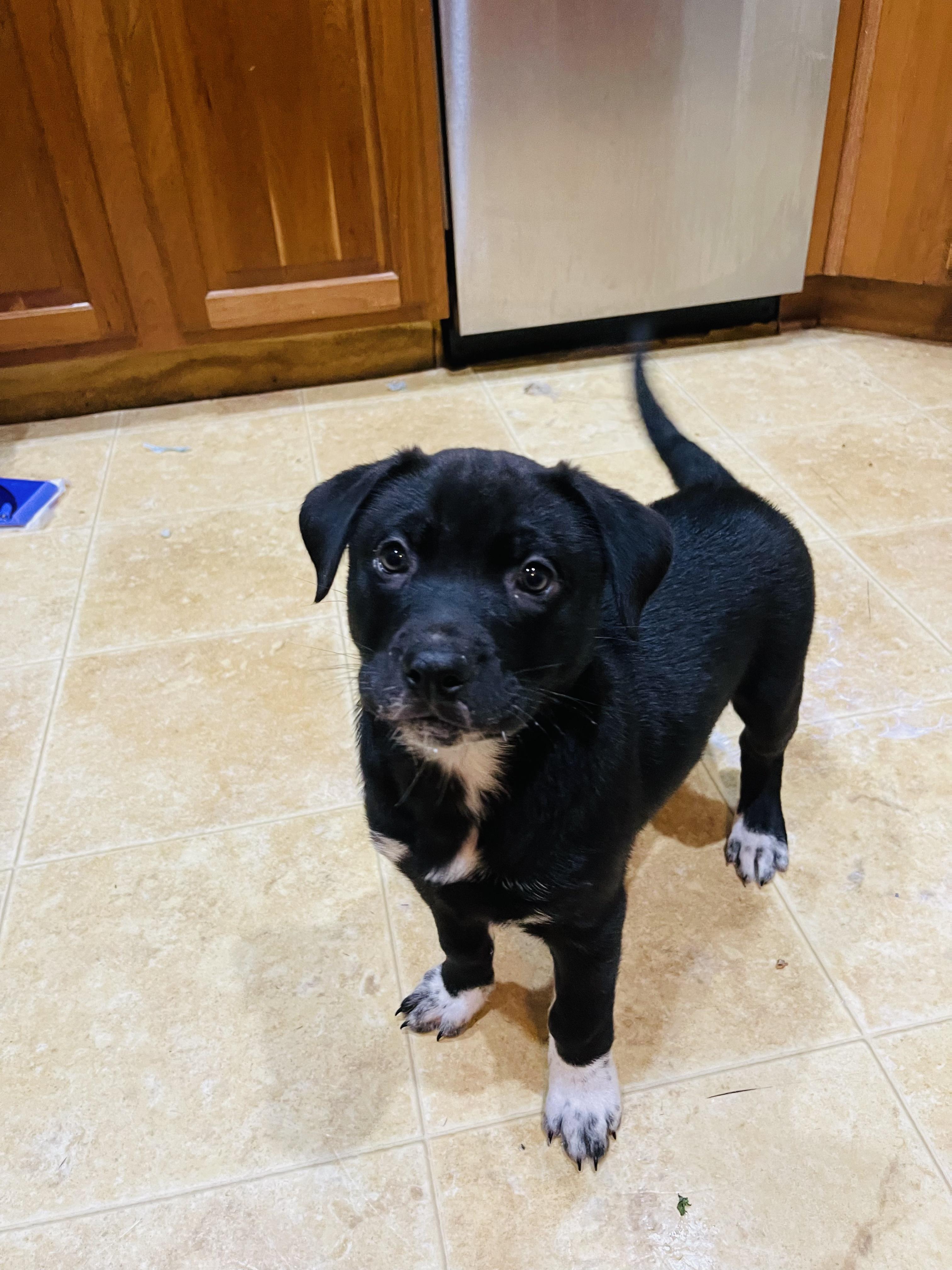 Enlarge Wynona, a ADOPTABLE mixed breed in Argyle, TX image 3/4