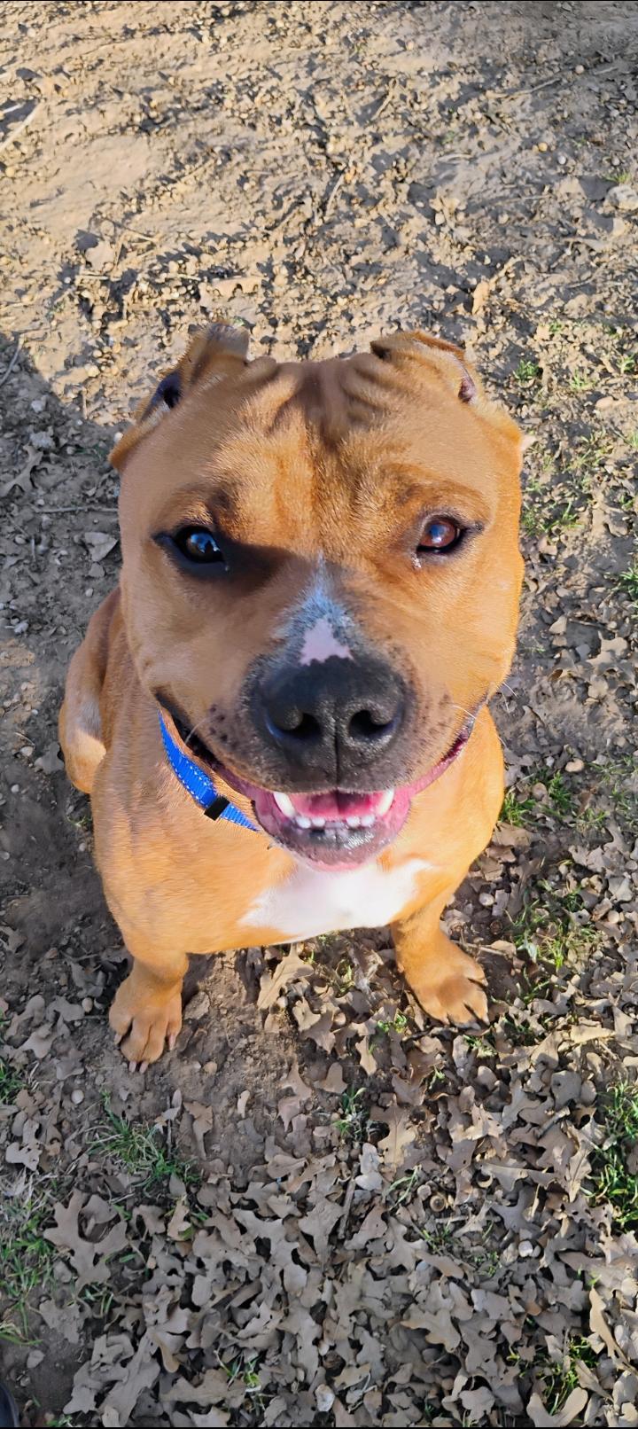 BRUTUS